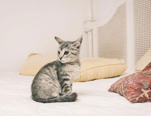 Welcoming your New Pet into a Safe Environment – How to Pet Proof your House